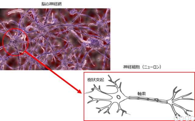 脳と神経細胞